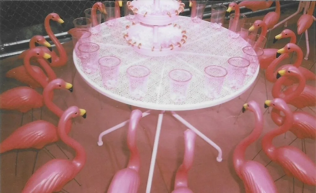 Flamingo · Anything But Dull